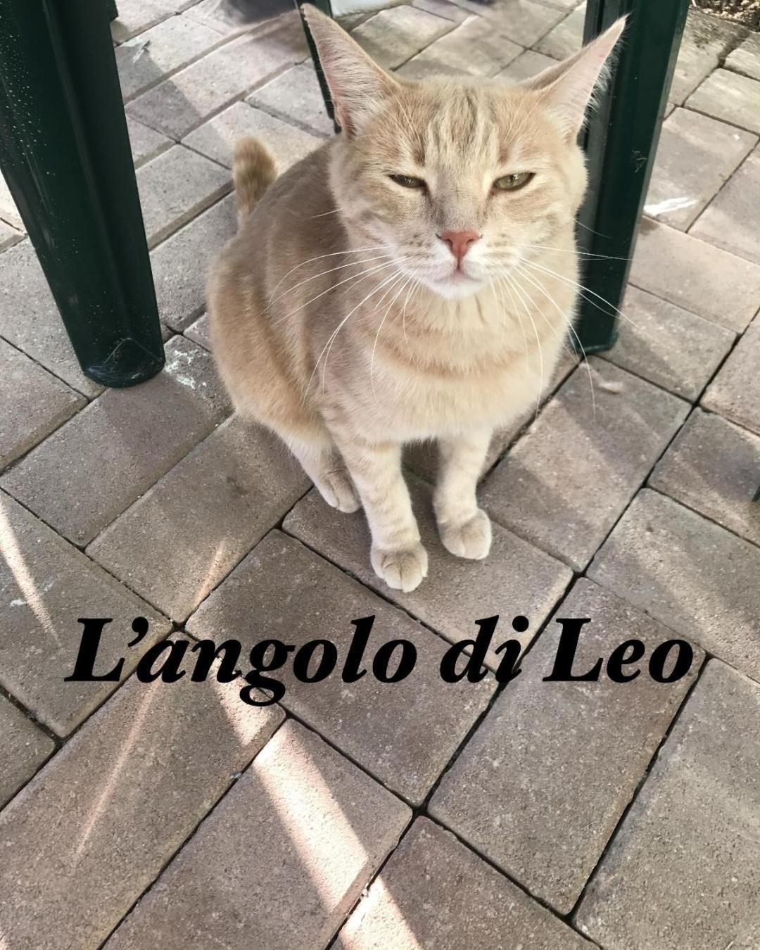 L'Angolo Di Leo Borgofranco d'Ivrea 외부 사진